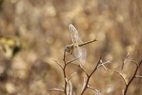 Dragonfly Nature Insect