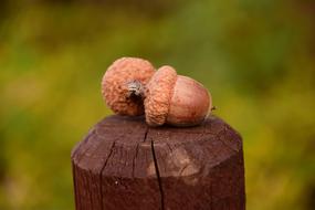 Acorns Close Up Beautiful