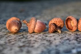 Acorns Close Up Greeting Card