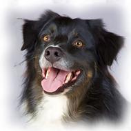 painting oil dog