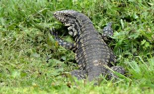 big dark green lizard on lush grass