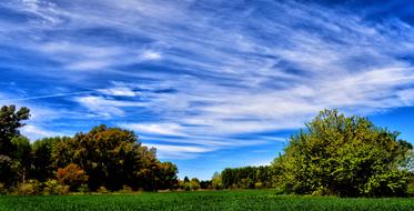 Field Landscape Wheat