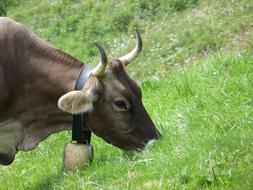 amazing Cow Horns