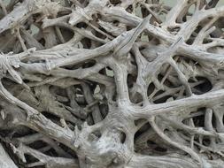 Wood Bark Tree