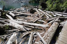 Wood Logs Fallen