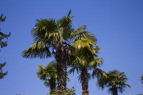 Palm Trees Sky Plant Partly