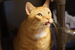 angry red Cat with yellow eyes