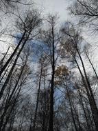 silhouettes of trees against clouds