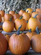 Lots of orange pumpkins