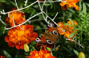 Butterfly Orange Flower