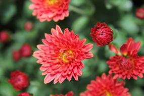 Red Flower Green