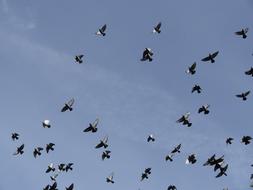 Beautiful, flying pigeons in the blue sky