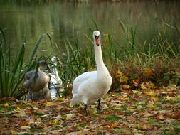adult and young Swan on lake shore