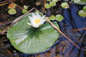 Lake Rose Water Light