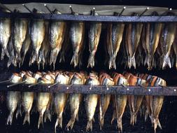 Drying tasty fish