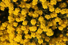 Summer Yellow Flowers