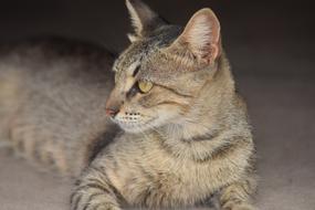 tiger cat is resting on the street