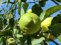 green sour lemons