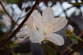 Azalea White Garden