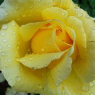 Rose Yellow wet Flower