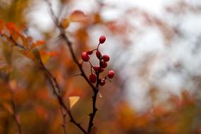 black red berry on an autumn tree