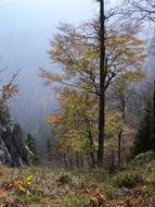 Landscape of Trees on mountain in Fall