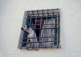 Dog Lone Grille