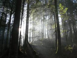 Forest Light Switzerland