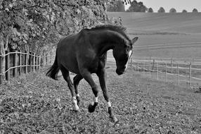 Black and white photo with the beautiful, running horse on the meadow, on the hills
