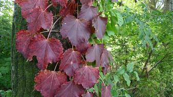 red forest leaves on a tree