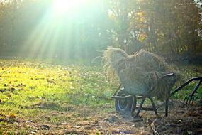hay in a cart in the field