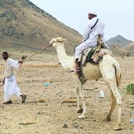 Camel Herder Mountain