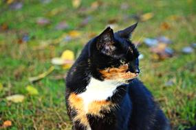 Kitten Mieze Cat