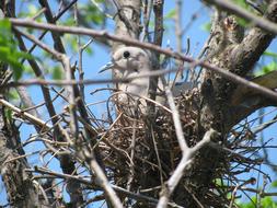 gray bird in a nest on a tree