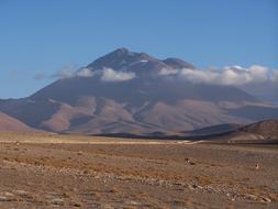 Llullaillaco Vicuna Vicunas
