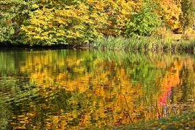 Autumn forest with a pond