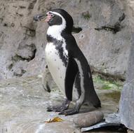 Penguin Humboldt Cute