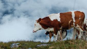 Cow The Language Of Cattle