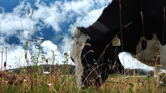 Cow Cattle Mountains