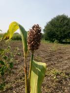 Dried corn in the field
