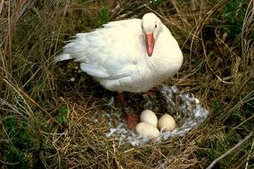 Snow Goose Nest