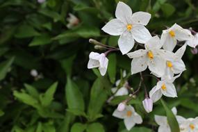 spring white Flowers Nature
