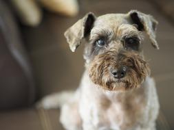 sitting cute domestic dog