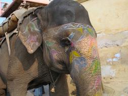 small Elephant India