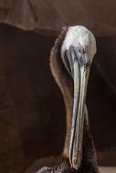 bird with long beak in the wild