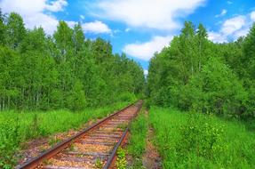 old one way railroad through Forest at Summer