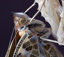 wonderful Butterfly Close up