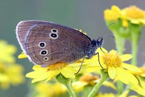 gorgeous big Butterfly