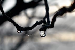 Drop Of Water Dew Dewdrop
