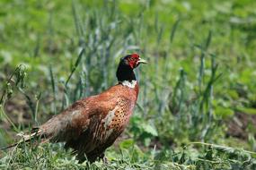 wild colored bird in the grass